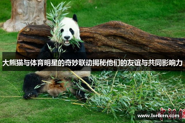 大熊猫与体育明星的奇妙联动揭秘他们的友谊与共同影响力